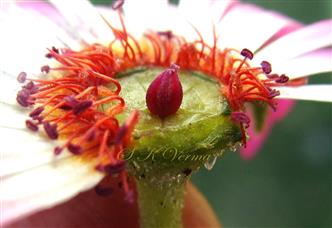  Pistil and Stamens